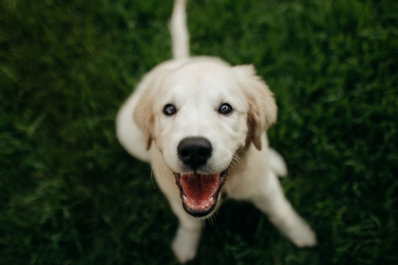 Happy golden retriever puppy playing outdoors
